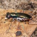 An iridescent insect with many small hairs on its belly standing on leaf litter and sandy soil.