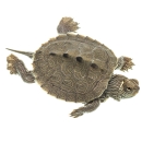 An intricately patterned turtle seen from above against a white backdrop