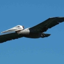 A large brown pelican in flight