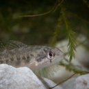 a silvery fish with dark spots resting on rocks among algae