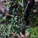 The Florida bristle fern growing in Miami Dade County’s Hattie Bauer Hammock Preserve has tiny flat leaves with scalloped edges.