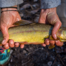 Man holding a gila trout in his hands.