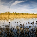 Scenic view of John Heinz National Wildlife Refuge
