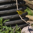 A yellow bird with black markings on its head perched on a stick