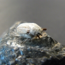 Image of a Casey's June beetle