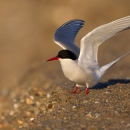 A white bird with black cap, red legs and beak, and light grey wings prepares to take flight from a sandbar