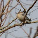 A white-grey bird with brown feathers on its head perched on a tree branch in winter
