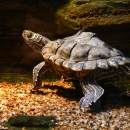 A turtle with stripes along its beck and a rigid shell underwater
