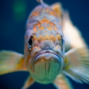 A fish with bright orange spots on its face looking directly at the camera