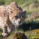 An orange/tan cat with black spots crouched in the grass
