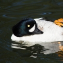 A duck with white breast, a dark navy head and a gold-colored eye