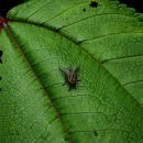 A fly with yellow and black stripes down it's back and bright red eyes on a bright green leaf