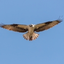 A bird of prey with white breast and black and brown patterned wings in the sky