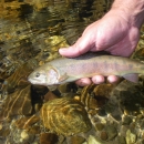 A small fish in hand with rose coloring on it's side along with dark blue spots