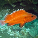 A bright orange fish with spiked white dorsal fin swims near the sand-covered ground