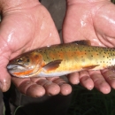 An orange and green trout with dark spots along its side and tail