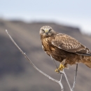 A brown hawk with yellow feet and a head that looks round like an owl