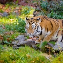 A large orange cat with black stripes crouched ready to pounce