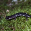 A dark blue/grey salamander with white spots walking on moss