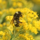 A bumble bee with black and yellow stripes on it's back perched on a bright yellow flower