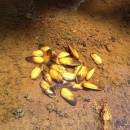 Elongated mussels going from yellow to black across its length