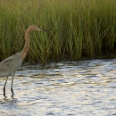 Reddish Egret