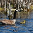 A black-necked goose witch brown wings swimming with five yellow chicks in tow