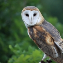 A large owl with flat white face and brown and black wings