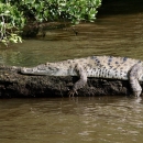 A crocodile suns on a log.