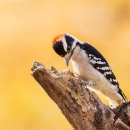 A black and white striped woodpecker with red patch on the top of its head, dark wings with white spots