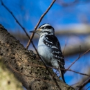 A woodpecker with black and white stripes on it's head, white breast and dark wings with white spots