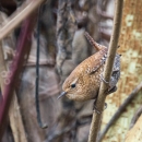 A brown, white and black patterned bird with narrow sharp black beak standing on a twig