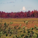 Green shrubs in the foreground are backed by golden wetland plants in the middle distance and red-leaved trees in the back, all under a partly cloudy sky