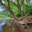 A tree curves out over the river, with long, serpentine roots clinging to the river bank
