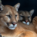 Two cougars (Puma concolor) rest next to tree bark, with one cougar resting its head on the other one's back