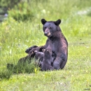 American black bear sow sitting up in field of green grass nursing cubs