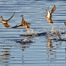 Blue wing teal take off