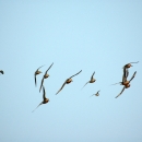 A dozen birds flying in a blue sky