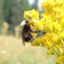 Western bumble bee on goldenrod in the Wallowa Mountains In Oregon