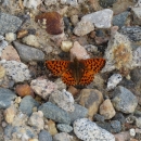 An orange-and-black butterfly sits on a rocky path