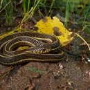 a brown snake with yellow stripes curled up on a berm
