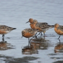 Five red knots standing in shallow water at Bottle Beach State Park, WA