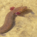 A black warrior waterdog swims.
