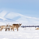 A half-dozen caribou stand amidst snow in Selawik Refuge. Mountains rise in the back, and a faint treeline is visible in the background.