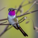 Mexican sheartail