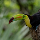 Keel billed toucan in a tree