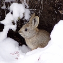 small rabbit in snow