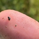 A close up image of a very small dark brown springsnail on the tip of someone's finger.