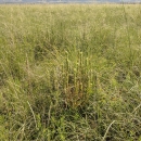 Field with green and tan grasses and other flowering plants