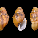 Big Black rocksnail shells over black background 